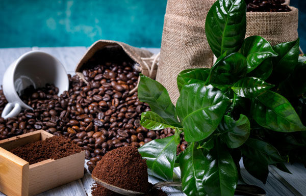 4 Tips for Using Coffee Grounds as Indoor Plant Fertilizer