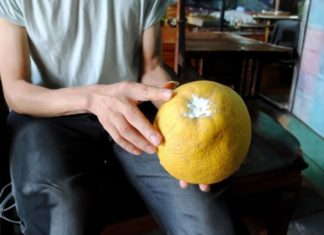 Buy pomelo and keep it fresh all year round with this simple method, pomelos will stay fresh and sweet even after a long time, try soaking pomelos in water to enhance the flavor.