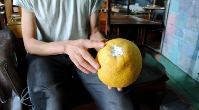 Buy pomelo and keep it fresh all year round with this simple method, pomelos will stay fresh and sweet even after a long time, try soaking pomelos in water to enhance the flavor.