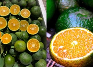 How to Store Fresh Oranges Without a Refrigerator, Keeping All the Nutrients
