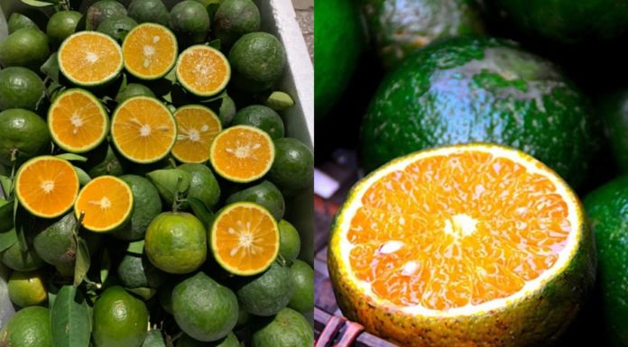 How to Store Fresh Oranges Without a Refrigerator, Keeping All the Nutrients