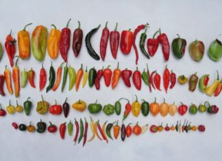 How to Preserve Chili Peppers for Months and Maintain Their Freshness, Firmness, and Flavour