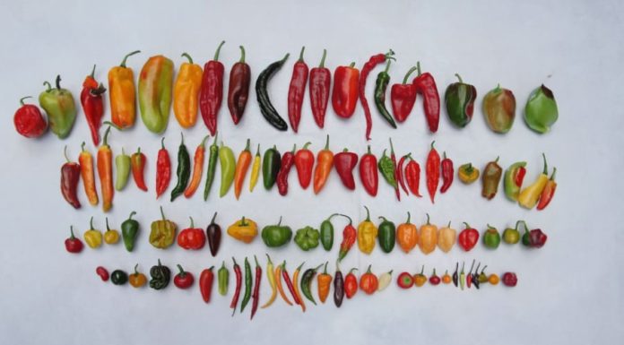 How to Preserve Chili Peppers for Months and Maintain Their Freshness, Firmness, and Flavour