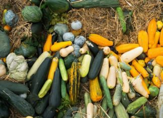 Beware of Bitter Cucumber Melons: Eating Them Can Be Poisonous