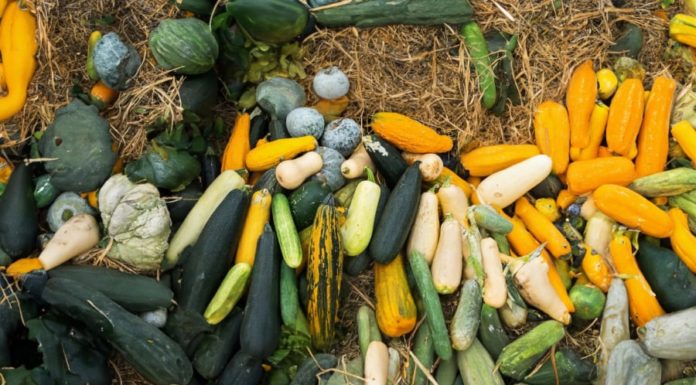 Beware of Bitter Cucumber Melons: Eating Them Can Be Poisonous