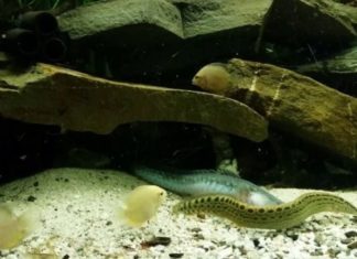 Pocket guide to identifying different types of catfish and buying fresh and delicious fish