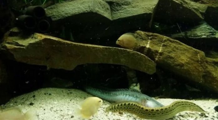 Pocket guide to identifying different types of catfish and buying fresh and delicious fish