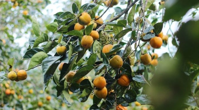 Easy ways to differentiate Da Lat crispy peaches from Chinese crispy peaches