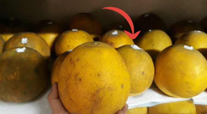 How to store and eat pomelo during Tet holiday without it drying out or getting sour: soak pomelo in water for a sweet and juicy treat