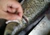 No need for vinegar or alcohol to remove the fishy smell, just pull this thread when cutting the fish to eliminate the odor.
