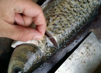 No need for vinegar or alcohol to remove the fishy smell, just pull this thread when cutting the fish to eliminate the odor.