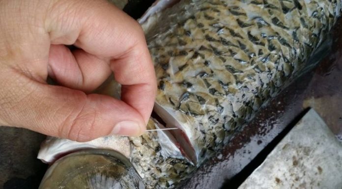 No need for vinegar or alcohol to remove the fishy smell, just pull this thread when cutting the fish to eliminate the odor.
