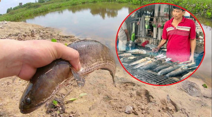 Buy this type of fish when you go to the market: Naturally raised, healthier than bird’s nest, affordable prices