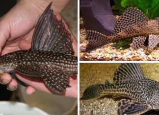 Can fish eat tank debris?