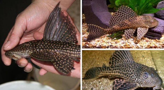 Can fish eat tank debris?