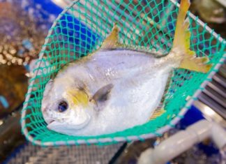 The top fish in the “quartet of fish”, delicious and nutritious, remember to buy when you go shopping