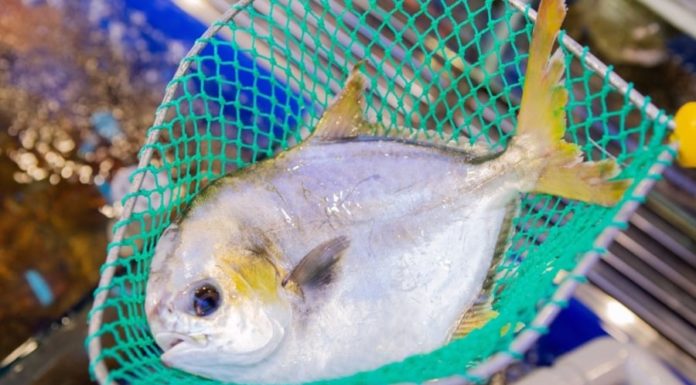 The top fish in the “quartet of fish”, delicious and nutritious, remember to buy when you go shopping