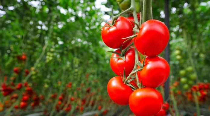 Should You Eat Cooked or Raw Tomatoes, Tomato Juice? Expert Guide on Tomato Consumption for Preventing K.