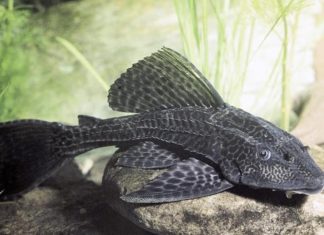 Don’t Fall for Cheap Deals: 3 Fish Varieties that Seem Nutritious but Contain High Levels of Lead and Heavy Metals