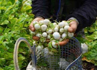 Eating one tomato requires 3 months of medication because of these 3 ways of usage, most Vietnamese people suffer from poisoning from tomatoes