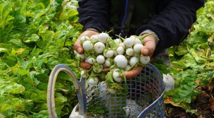 Eating one tomato requires 3 months of medication because of these 3 ways of usage, most Vietnamese people suffer from poisoning from tomatoes