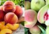 Buy peaches: big or small, sharp or round?