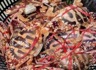 How to distinguish the 5 most popular types of crabs – A guide to buying delicious crabs