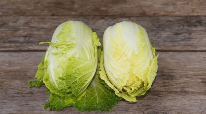 Green Leaves vs Yellow Leaves: The Big Difference, Know Better to Choose Right