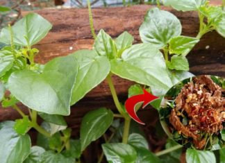 A Vegetable Rich in Calcium That Doubles Milk, Absolutely Clean and Never Sprayed