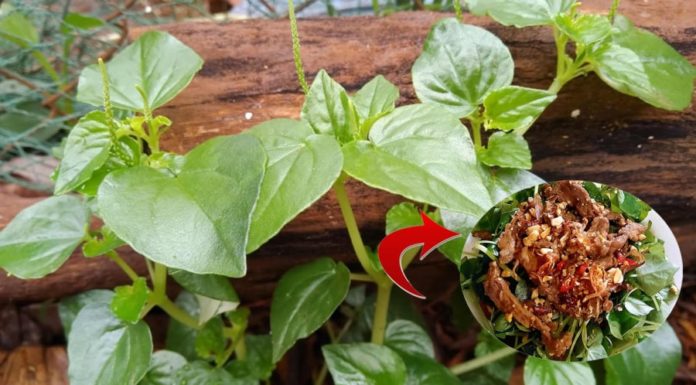 A Vegetable Rich in Calcium That Doubles Milk, Absolutely Clean and Never Sprayed