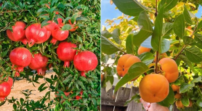 Teachings: Planting these 5 fruitful trees in front of your house brings abundant harvest and prosperity