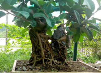 Feng Shui Master Warns: Planting These 4 Trees in Your Home Will Lead to Financial Ruin