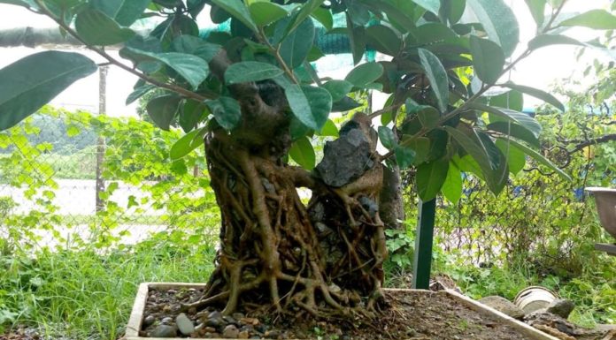 Feng Shui Master Warns: Planting These 4 Trees in Your Home Will Lead to Financial Ruin