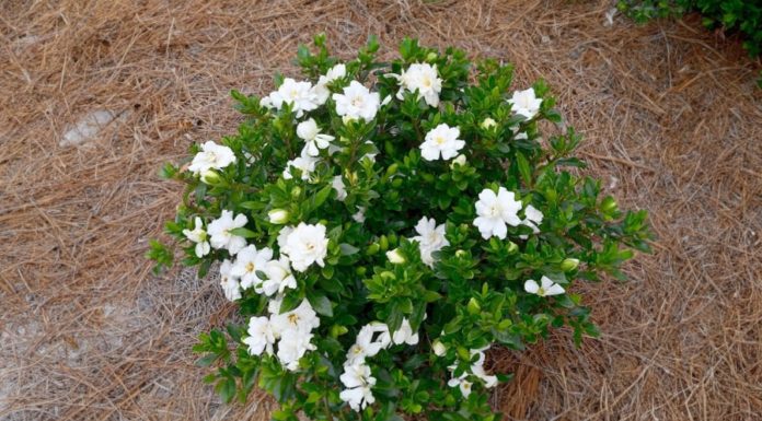 Should I grow dahlia flowers indoors? Important things to remember when considering dahlia cultivation indoors