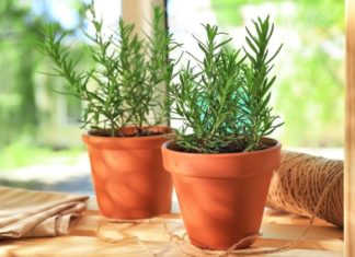 10 Lucky and Wealthy Mosquito-Repelling Plants for Good Feng Shui