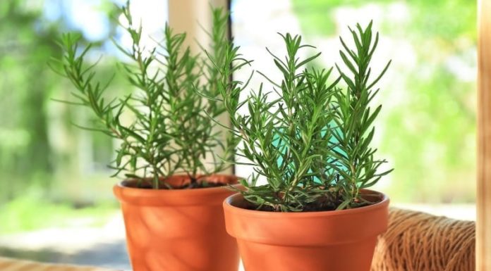 10 Lucky and Wealthy Mosquito-Repelling Plants for Good Feng Shui