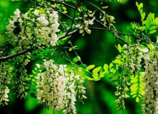 Top 3 trees to cut down to avoid financial ruin and poverty