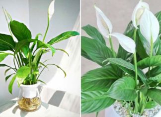 The Person with These 3 Talents Grows Italian Orchids Like a Flying Tiger, Prosperity Flows in Abundance, Money Comes in Like Water