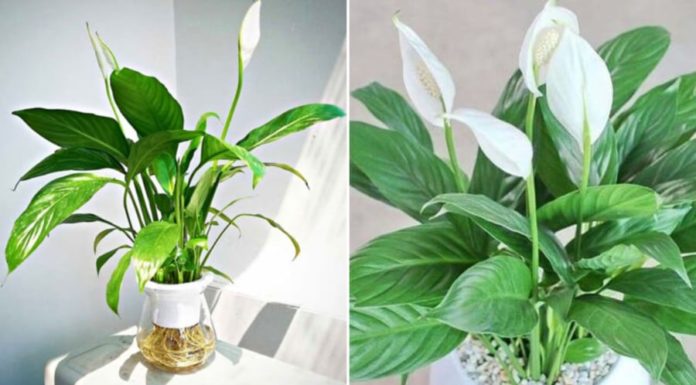 The Person with These 3 Talents Grows Italian Orchids Like a Flying Tiger, Prosperity Flows in Abundance, Money Comes in Like Water