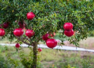 What type of tree did our ancestors say to plant in front of the house to bring wealth?