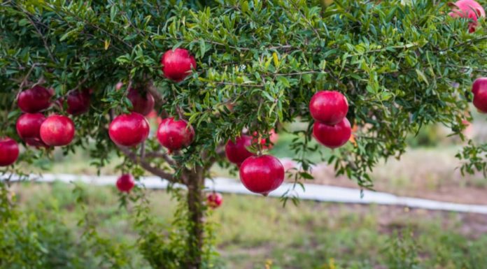 What type of tree did our ancestors say to plant in front of the house to bring wealth?