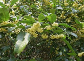 A Money-Making Tree That Fits All 5 Elements, Plant One In Your Front Yard for Prosperity and Healing