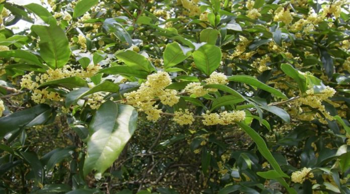 A Money-Making Tree That Fits All 5 Elements, Plant One In Your Front Yard for Prosperity and Healing