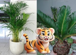 What plants should a person born in the Year of the Tiger grow to enhance their luck and prosperity?