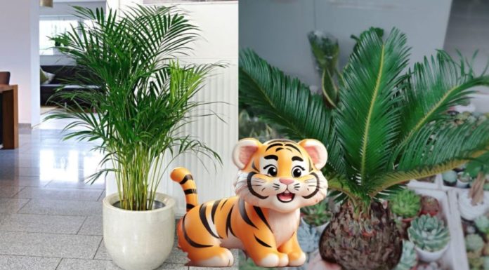 What plants should a person born in the Year of the Tiger grow to enhance their luck and prosperity?