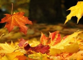 “Tree shaking leads to leaf falling, people shaking leads to happiness and wealth. Many suffer from losing fortunes and living in poverty throughout their lives.”