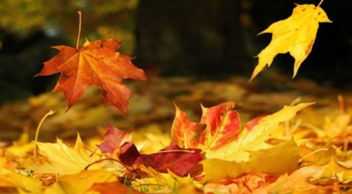 “Tree shaking leads to leaf falling, people shaking leads to happiness and wealth. Many suffer from losing fortunes and living in poverty throughout their lives.”