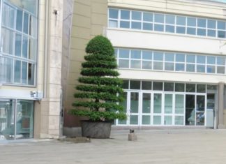 Top Feng Shui Trees That Bring Great Prosperity, But Homeowners Must Care for Them Properly to Avoid Wealth Dispersal