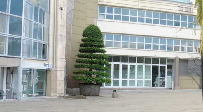 Top Feng Shui Trees That Bring Great Prosperity, But Homeowners Must Care for Them Properly to Avoid Wealth Dispersal