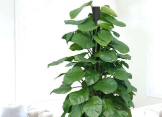 6 Unique and Surprising “Non-toxic but Toxic-looking” Houseplants: Unanticipated Risks Few Would Expect